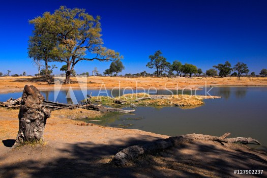 Bild på Water hole in Africa Tipical African ladscape with dark blue sky Water lake in Botswana Trees with pond